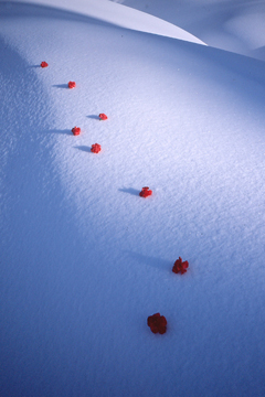 ����q�u�ԋY��v